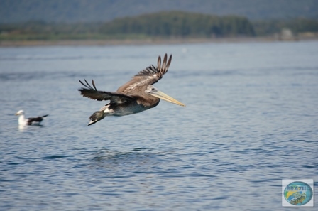 Fotos da pesca esportiva em Chaiten no Chile